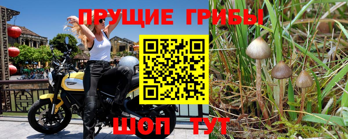 Валуйки  Галлюциногенные грибы мицелий  Вход с VPN 