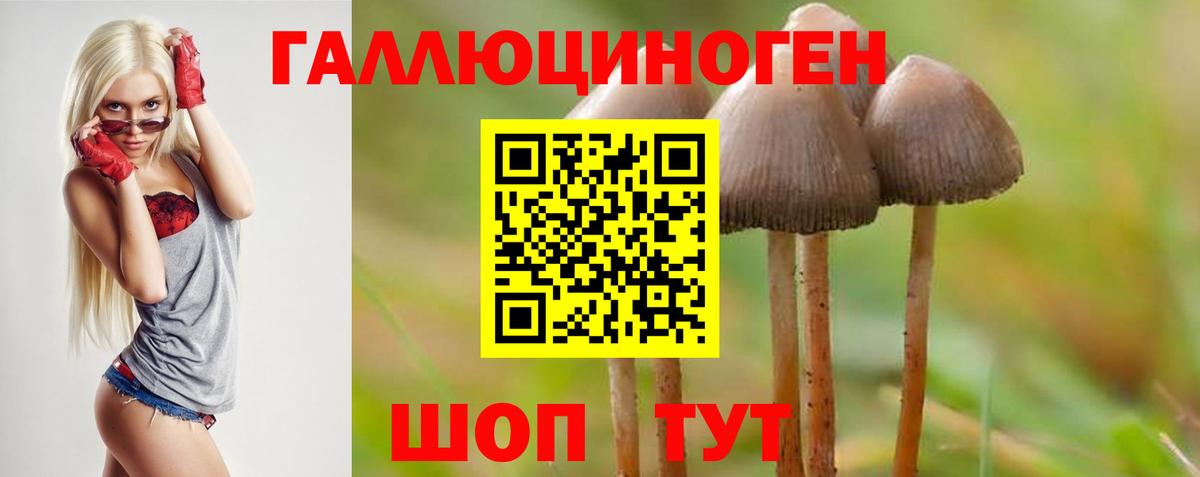 Псилоцибиновые грибы Psilocybe  Валуйки  Галлюциногенные грибы MAGIC MUSHROOMS 